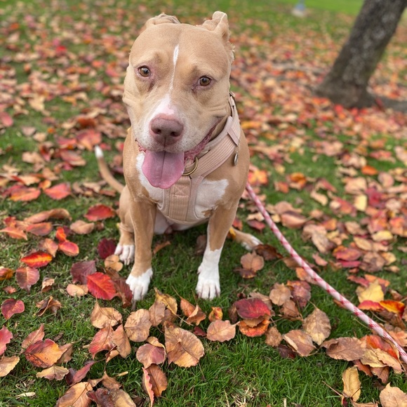 Meet your Posher, Viridiana - Picture 1 of 1